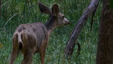 Deer Stock Footage 93642952