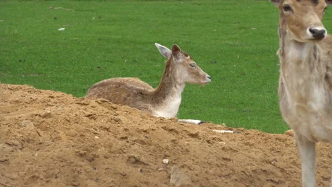 Deer 動画素材 111033274