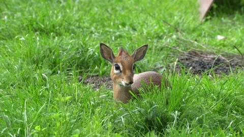 Deer Stock-Footage 111145341