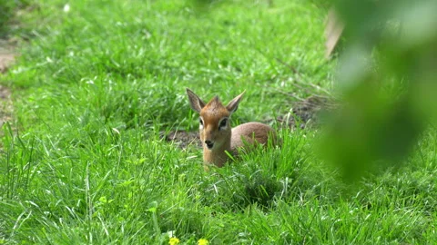 Deer Video stock 111146047