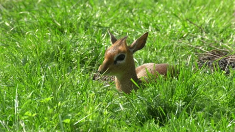 Deer 動画素材 111146260