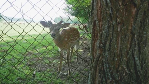 Deer Stock Footage 111282844
