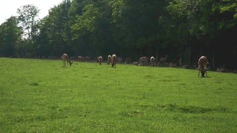 Deer Stock-Footage 111282855