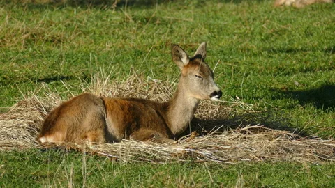 Deer. Video stock 111852191