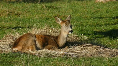 Deer Video stock 111852195