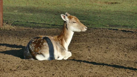 Deer. Vídeo Stock 111852223