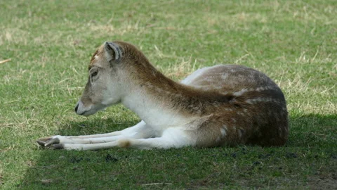 Deer. Video stock 111853304