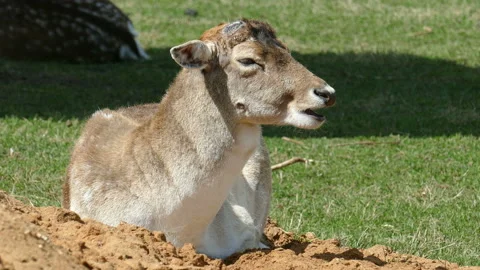 Deer. 動画素材 111853315