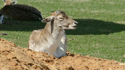 Deer 動画素材 111853325