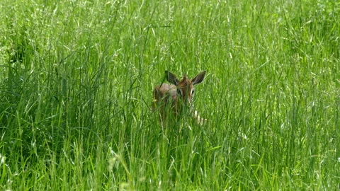 Deer Video stock 112015537