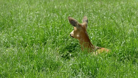 Deer Video stock 112015874