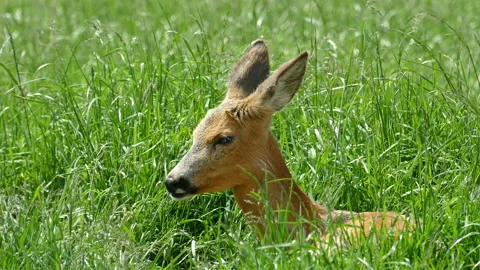 Deer. Video stock 112017222