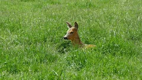 Deer. Video stock 112017446