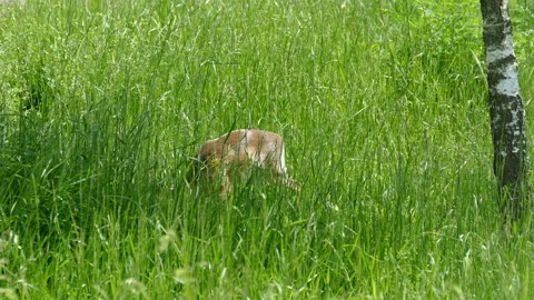 Deer Video stock 112018915