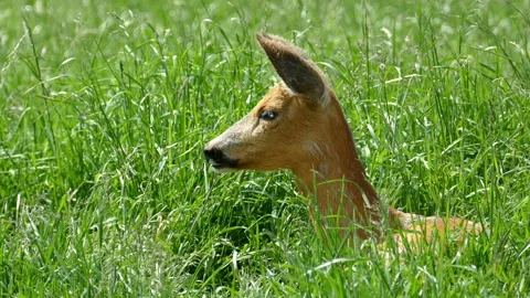 Deer. Video stock 112019109