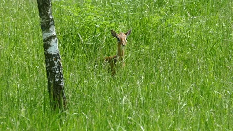 Deer Video stock 112019175