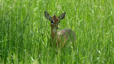 Deer Stock Footage 112020339