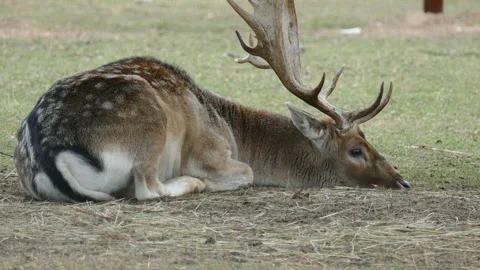 Deer. Video stock 112664638