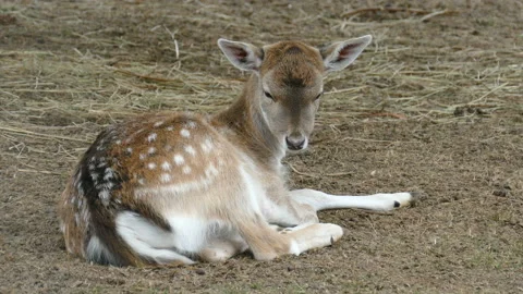 Deer. Video stock 112664923