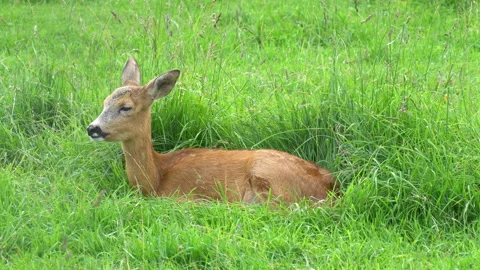 Deer Stock Footage 114276981