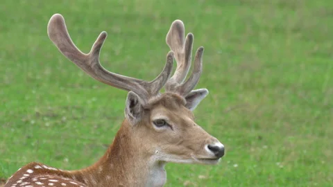 Deer Stock Footage 114284282