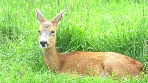 Deer Video stock 114286680
