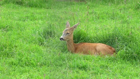 Deer Stock Footage 114287656