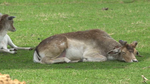 Deer Stock Footage 114290167