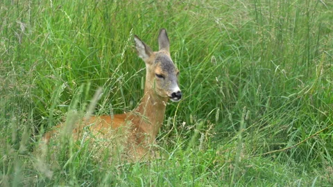 Deer Stock Footage 117764162