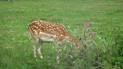 Deer Stock-Footage 117820235