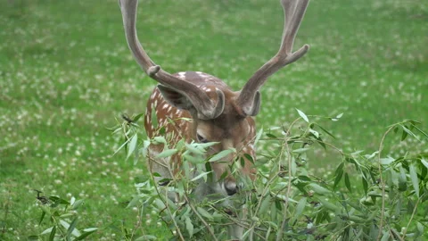 Deer Stock Footage 117820701