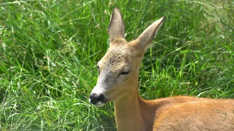 Deer 動画素材 117820703