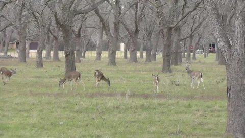 Deer Stock Footage 121927821