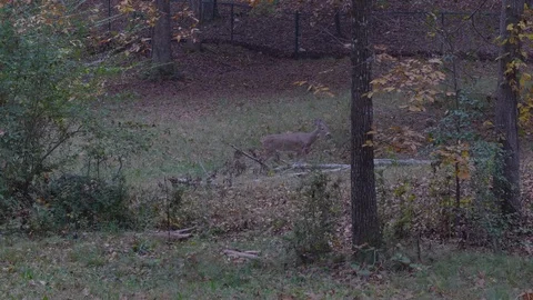 Deer Stock Footage 124659188