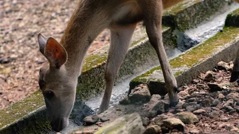 Deer Stock Footage 130551027