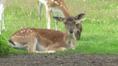 Deer Video stock 135433078