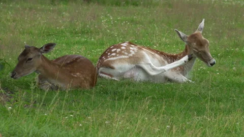 Deer Stock Footage 135433415