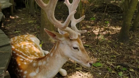 Deer Stock Footage 137656373