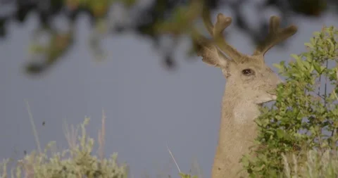 Deer Stock Footage 138176206