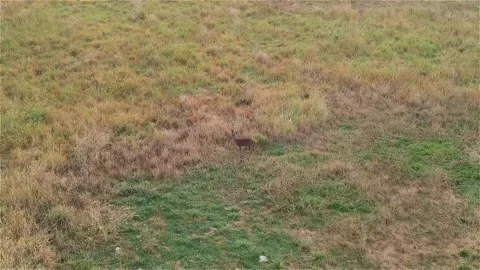 Deer Stock Footage 139152700