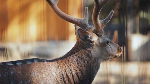 Deer Stock Footage 152661487