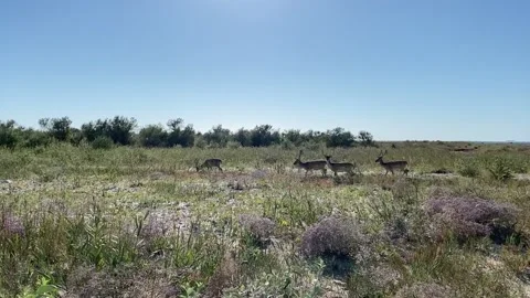 Deer Stock Footage 156164668