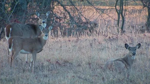 Deer Stock Footage 166417912