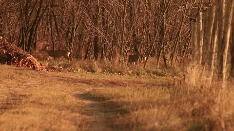 Deer Stock Footage 166577041