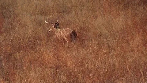 Deer Video stock 167424773