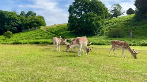 Deer Stock Footage 214053620