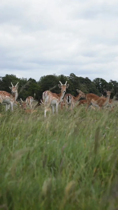 Deer Stock Footage 214053867