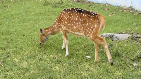 Deer 動画素材 220138499