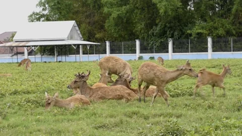 Deer 動画素材 220138518
