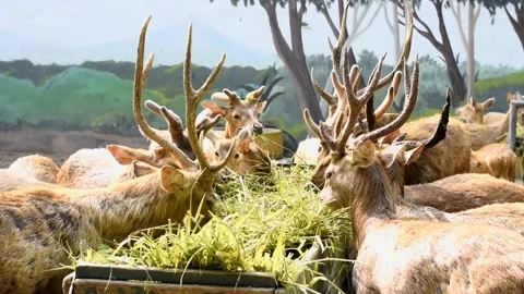 Deer 動画素材 220139044